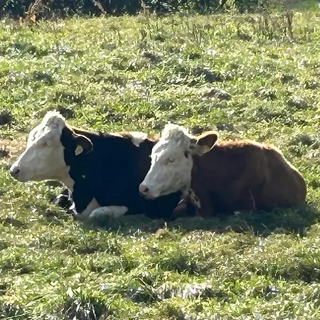 Haus Oehlberg * Todtmoos